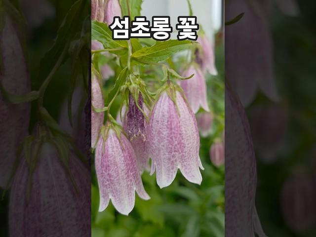 섬초롱 꽃이팡팡 ~ 구독과 좋아요 부탁드려요 ~