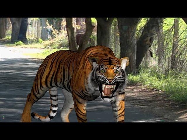Tiger Animation test-Realistic 3D Quadruped Walk animation in Maya