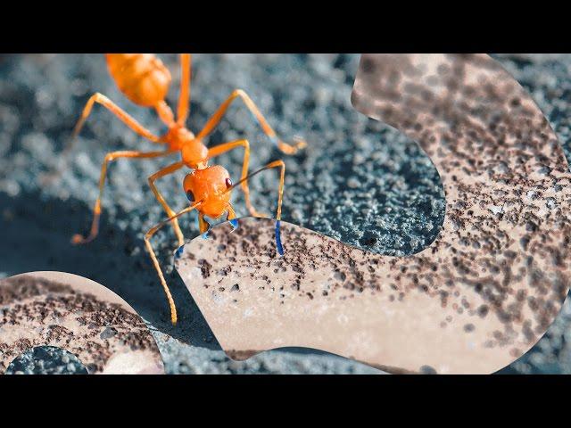 In Ant Colonies, the Lazy Ant Abides | HowStuffWorks NOW