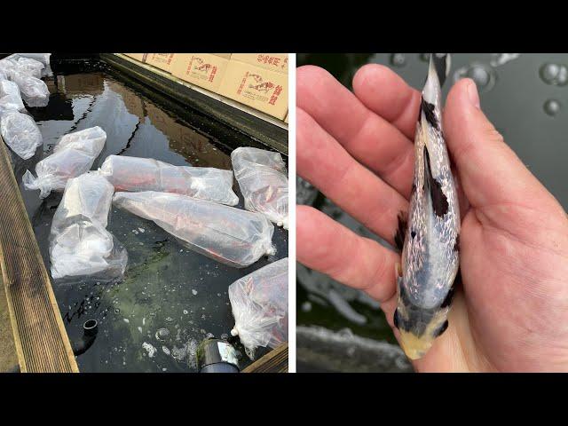 The Dos and Don'ts of Using Bagged Water for Koi Introduction