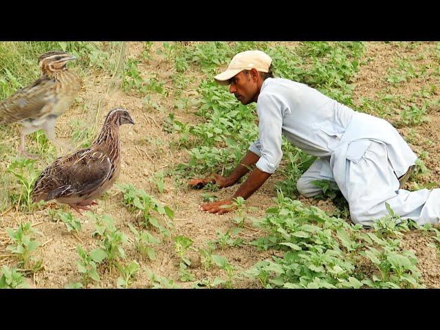 Amazing net hunting of quails || A way of past hunting || Raptors Today