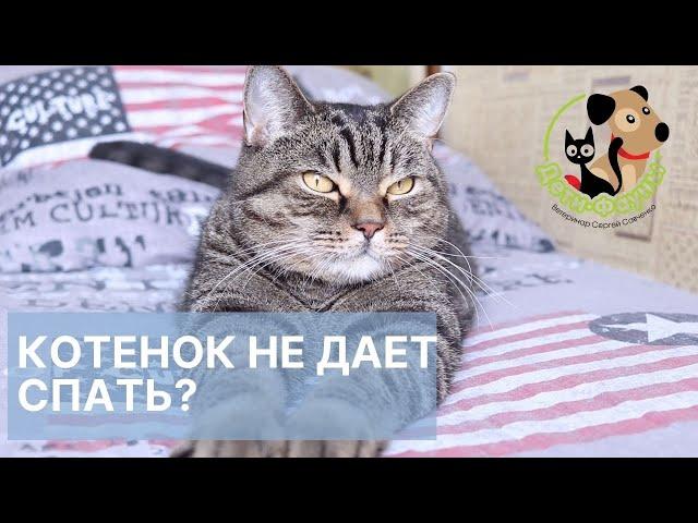 Гиперактивный котенок, основные причины и что делать?