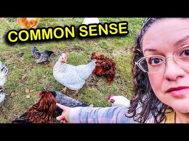 Backyard Chicken Advice No One Tells You (but it’s SO important!)