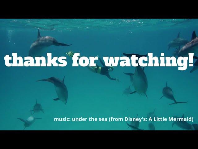 Dolphins (National Geographic)