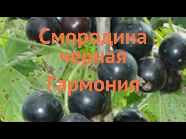 Смородина черная Гармония (ribes nigrum)  Гармония обзор: как сажать, саженцы смородины Гармония