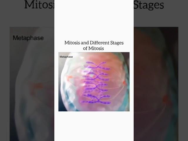 Niazi Education and Learning | Mitosis and different stage of Mitosis