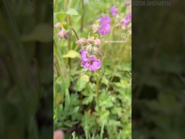 Журавець "Кембрідж"