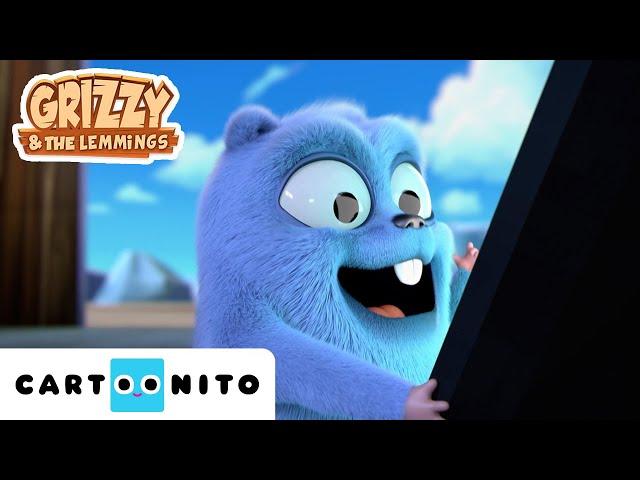 Grizzy e os Lemingues | Apanha-os a todos | Cartoonito