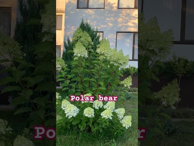 #polrabear#graffiti #limelight #гортензия #шортс #гортензія #flower #hortensia #paniculata #shorts