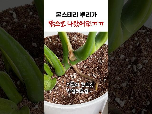 몬스테라 밖으로 나오는 뿌리! 어떻게 해야하죠? #몬스테라기근 #몬스테라 #plants