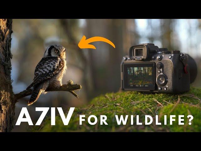 A7IV for Wildlife Photography - Is it worth it?