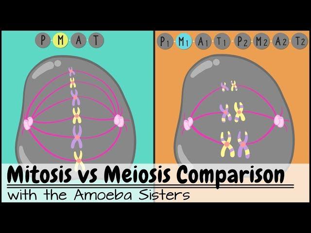 Mitosis vs. Meiosis: Side by Side Comparison