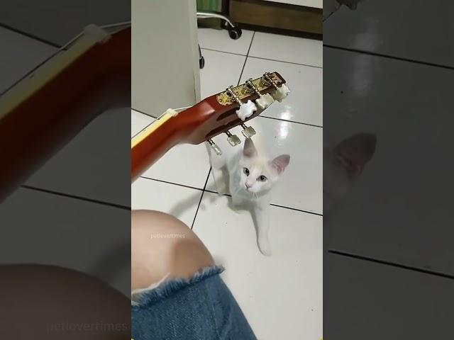 Cats also have a slight understanding of music.#cat #catsoftiktok #catlover #funny #funnyvideos