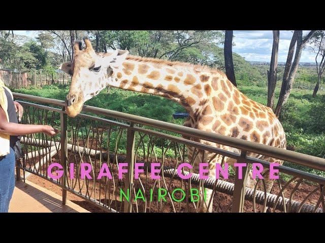 Giraffe Centre Nairobi.. A weekend visit/ places to visit in Nairobi.