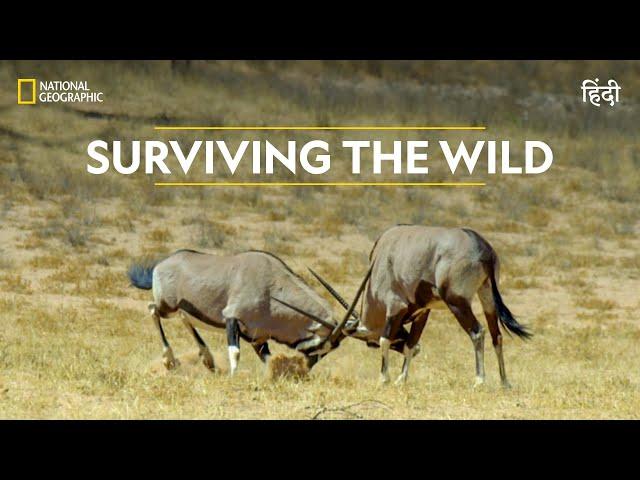 Surviving the Wild | Africa’s Deadliest | हिन्दी | Full Episode | S6 - E3 | Nat Geo Wild