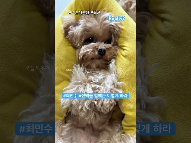 강아지 발바닥  #haircut #말티푸미용