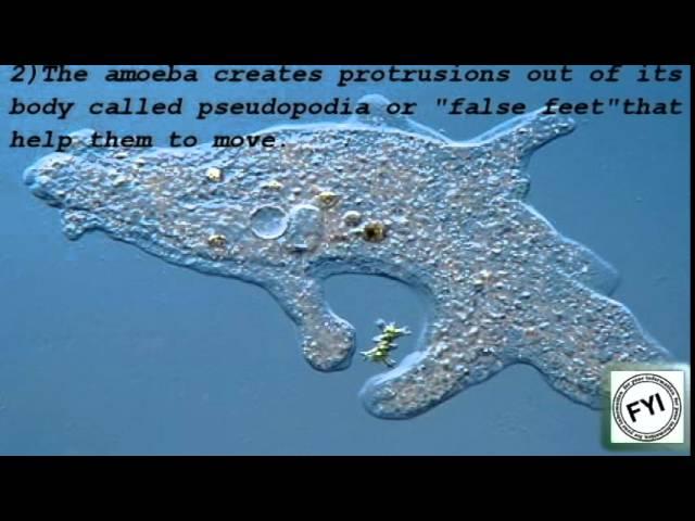 10 Interesting facts of Amoeba