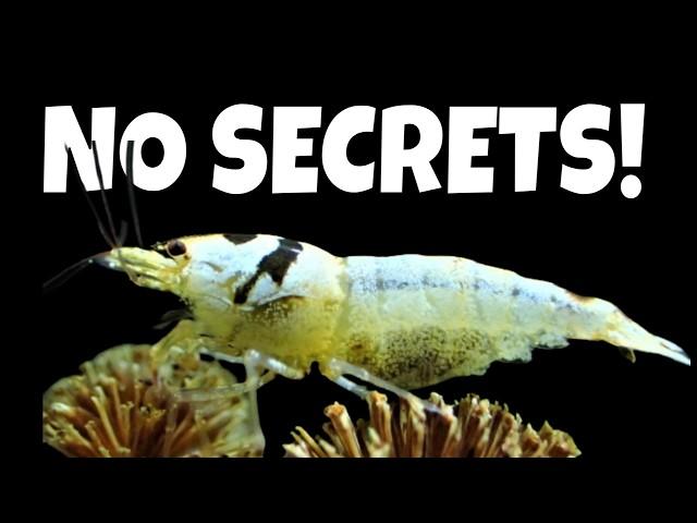 How To Breed Caridina Bee Shrimp