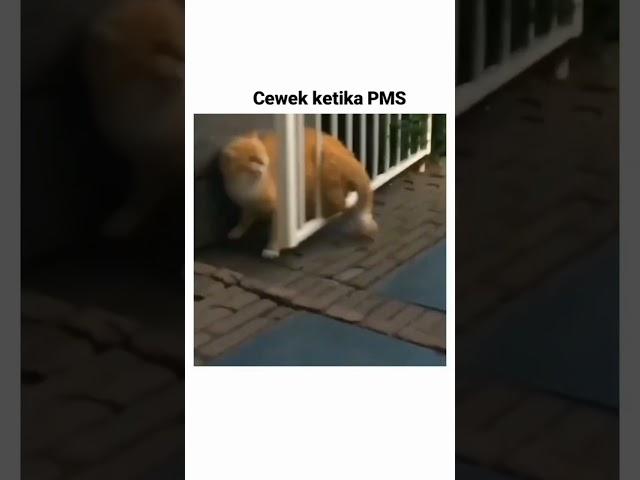 pager yg salah #viral #foryou #kucingimut #kucing #kucinglucu #cat #funny #catlover #catshorts