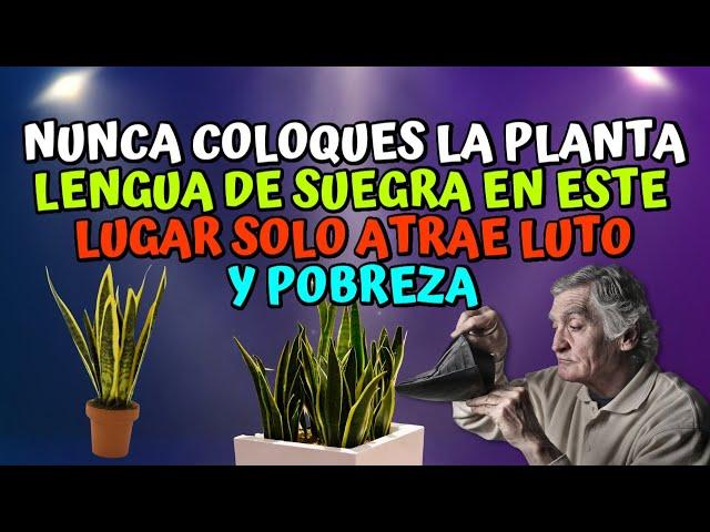 Nunca coloques la Planta Lengua de Suegra en este lugar - solo atrae luto y Pobreza