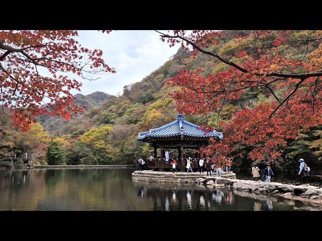 최고의 단풍명소 내장산 우화정(4K)(2024.11.09)|Life in Korea Vlog 