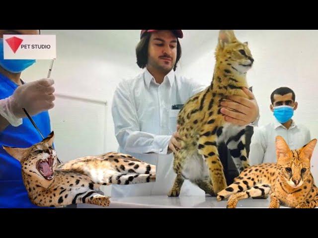 A wild serval cat for vet exam... rescued in COVID times...