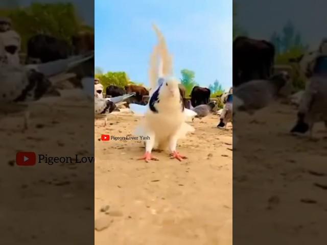 pigeon back flip traning #fancypigeon #pigeons #shotrs #shortsfeed #shortvideo