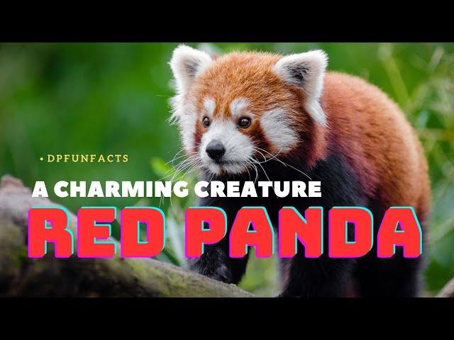 The Red Panda A Charming Creature | DPFunFacts