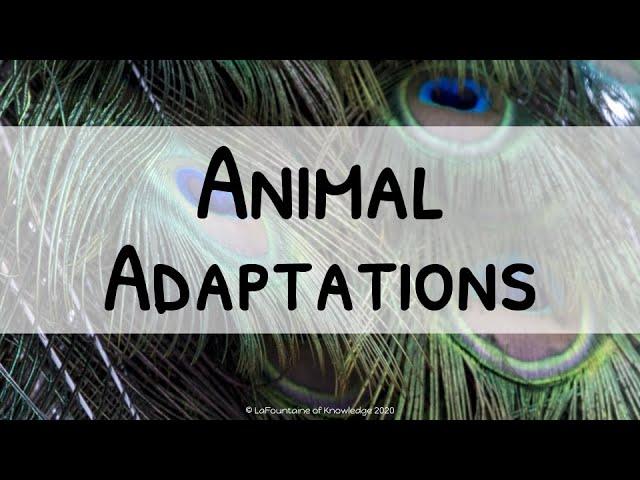 Physical and Behavioral Animal Adaptations