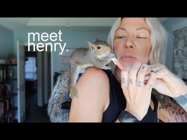 squirrel Q&A, meet henry.