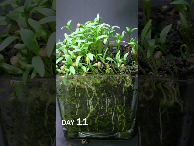 Cilantro Microgreens Growing Time Lapse