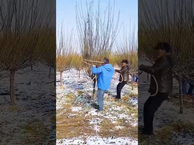 Prune tree shaping process- Good tools and machinery can increase work efficiency