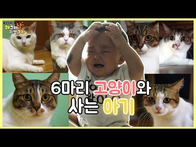 아이와 함께 사는 여섯마리 고양이