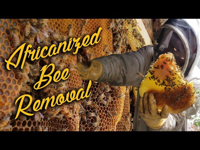 AFRICANIZED Live Bee Removal!