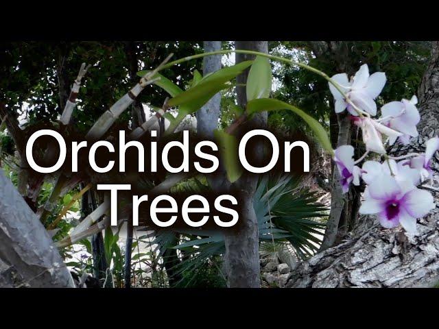 Growing orchids on outside trees