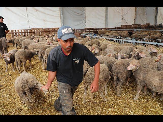 إقبال كبير على الخروف الإسباني (المارينوس) وتاجر يكشف عن الأثمنه والوزن والجودة