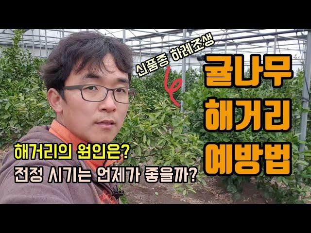 귤나무 해거리 예방법 감귤의 해거리의 원인과 전정시기 신품종 하례조생 감귤재배