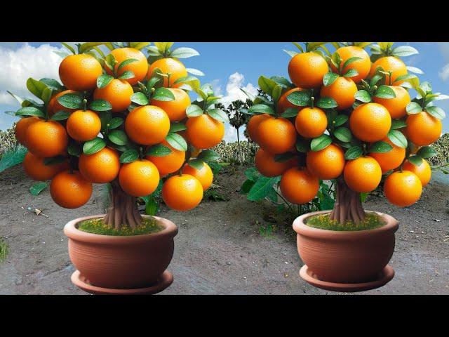 Great Technique For Grafting Oranges Trees From Cutting Faster With Aloe Vera