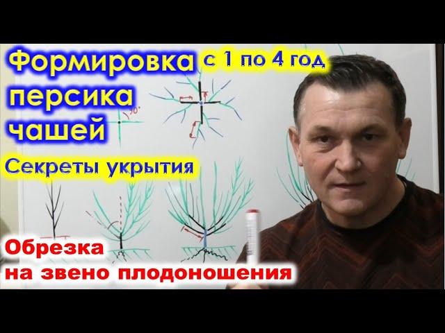 Формировка ПЕРСИКа ЧАШЕЙ, с 1 по 4 год. Обрезка на звено плодоношения. Секреты зимнего укрытия.