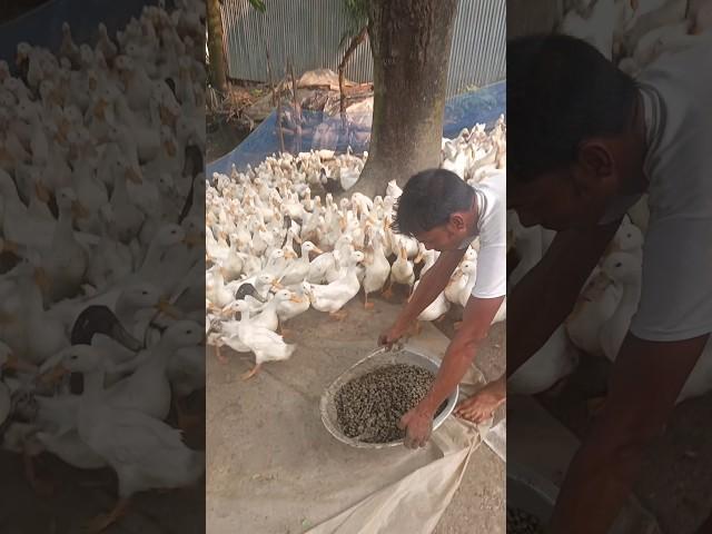 A boy feeding snails to the ducks #duck #snails #shorts #shortvideo