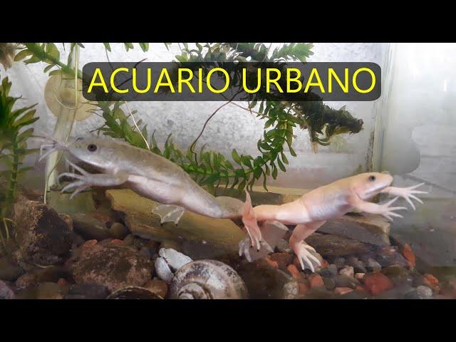 Acuarios, peces , ranas , Langosta australiana  ACUARIO URBANO