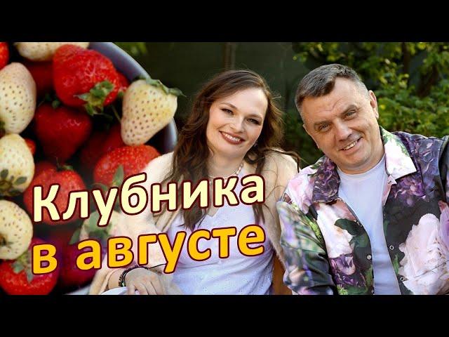 Самое важное видео о клубнике! Уход за клубникой после плодоношения КЛУБНИКА В АВГУСТЕ