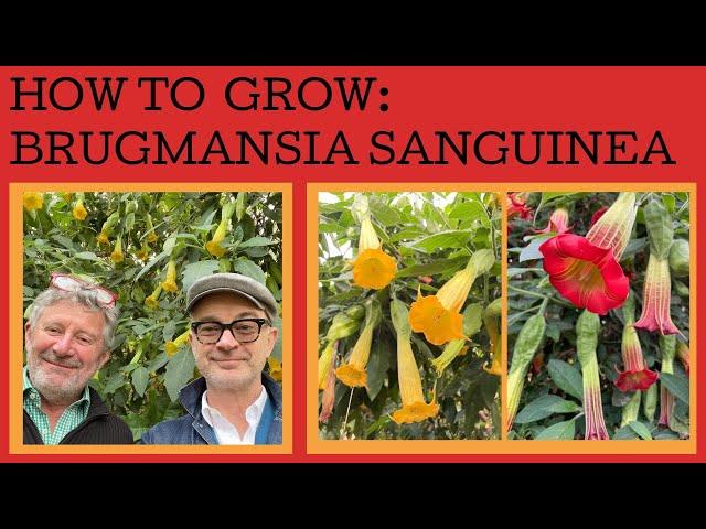 How to grow Brugmansia sanguinea - the Angel's Trumpet - a cool climate species of this great plant!