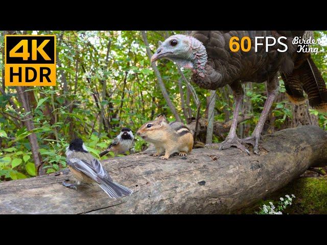 Cat TV for Cats to Watch ️ Happy Birds, Squirrels and Turkeys  4K HDR 60FPS