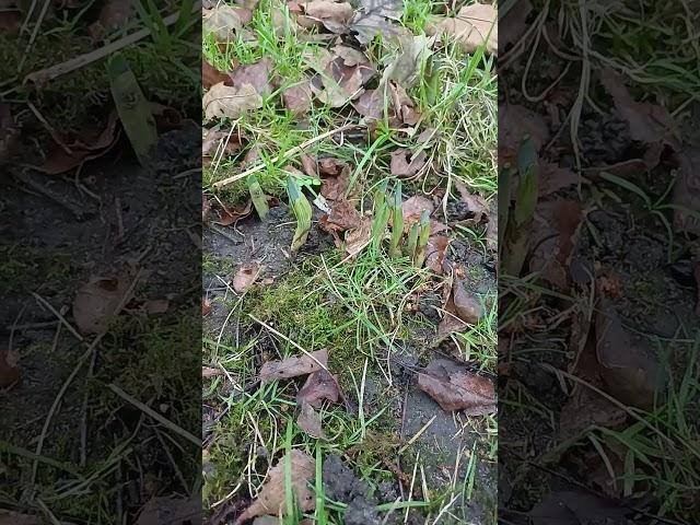 ##LIVE #EXTREMELY #WILD #CLIMATE #CHANGE ##DAFFODILS ##FLOWERING #IN ##WOKING #TOWN #WEATHER #UK2024