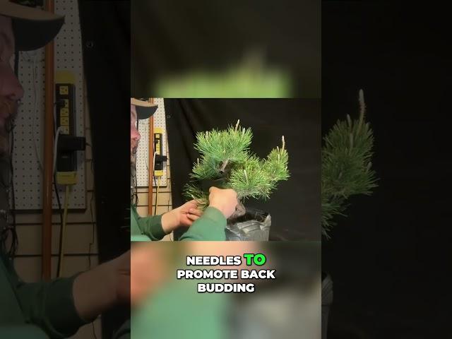 Needle Plucking Techniques to Grow Your Dream Conifer Bonsai