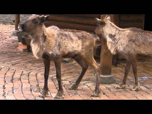 Dolazak irvasa u Beo Zoo Vrt