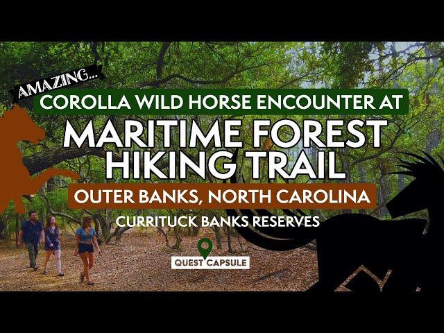 AMAZING Corolla WILD HORSE Encounter - Outer Banks Maritime Forest - Currituck Banks, OBX