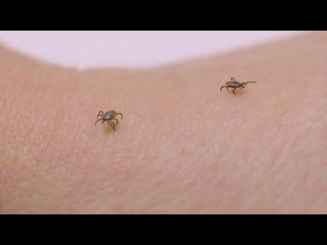 Ticks & Lyme Disease: What to know in 2024