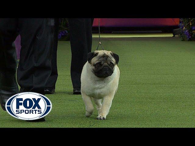 Biggie the Pug wins the Toy Group | WESTMINSTER DOG SHOW (2018) | FOX SPORTS